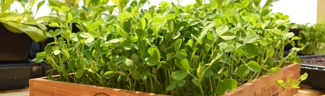 Microgreens in a wooden box