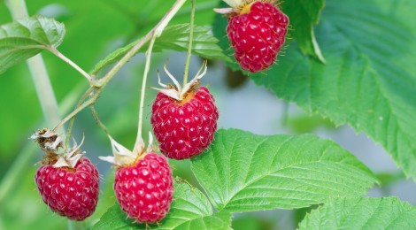 Branch of a red raspberry in summer day