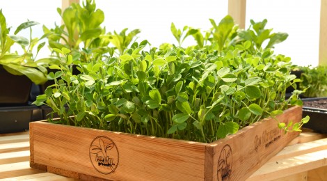 Microgreens in a wooden box
