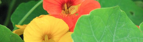 An orange and a yellow nasturtium on a background of green leaves.