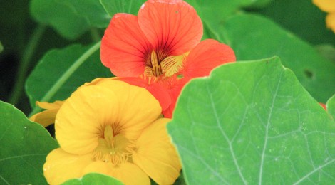 An orange and a yellow nasturtium on a background of green leaves.