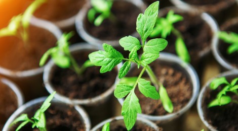 tomato seedlings in little pots